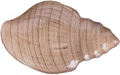 Блюдо «Shell sand» - Фото 2