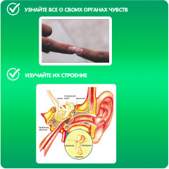 Набор для опытов «Наши чувства» - Фото 4