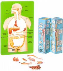Набор для опытов «Познавательная анатомия» - Фото 1