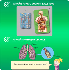 Набор для опытов «Познавательная анатомия» - Фото 4