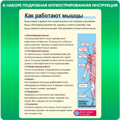 Набор для опытов «Познавательная анатомия» - Фото 5