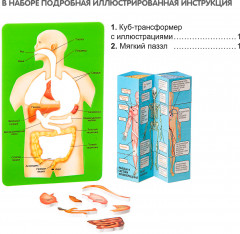Набор для опытов «Познавательная анатомия» - Фото 8