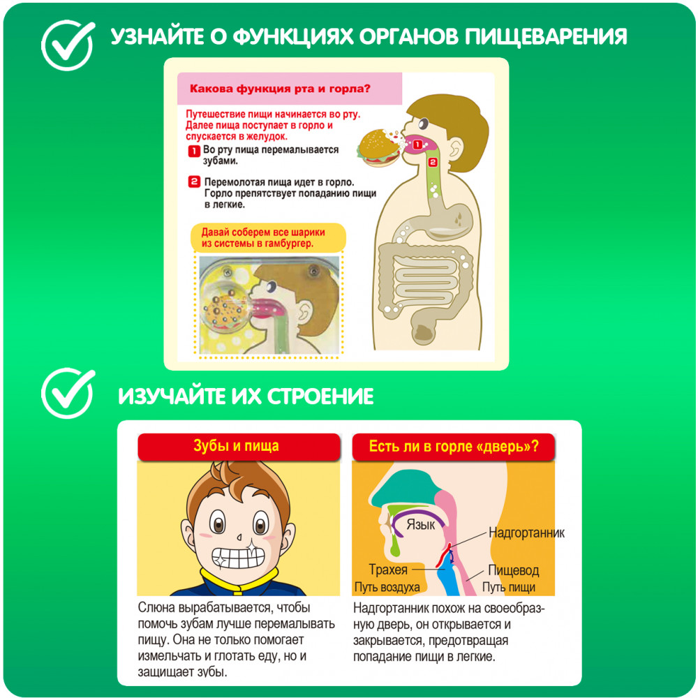 Набор для опытов «Система пищеварения» | Японские опыты Науки с Буки | Bondibon | Фото 4