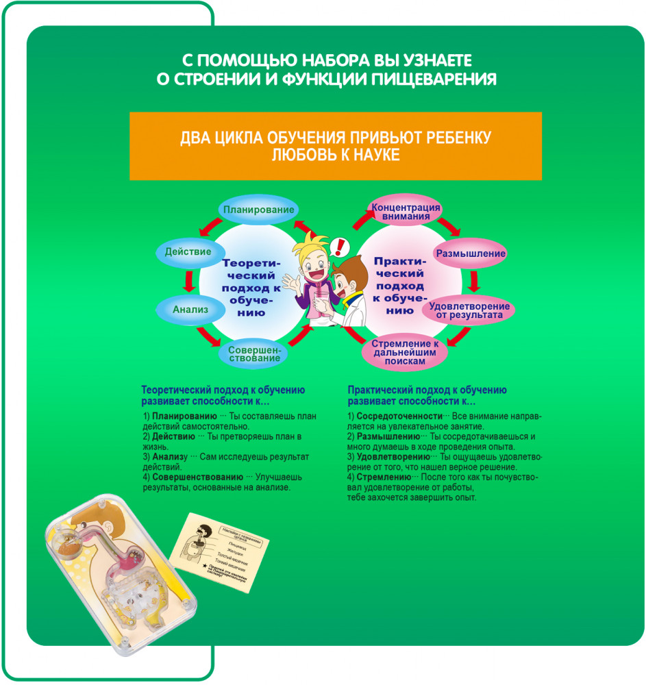 Набор для опытов «Система пищеварения» | Японские опыты Науки с Буки | Bondibon | Фото 6