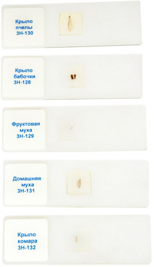 Слайды для микроскопа «Насекомые»