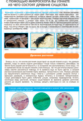 Микроскоп «Древний мир: Динозавры» - Фото 6