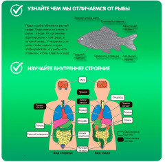 Набор для опытов «Модель человека и рыбы» - Фото 4