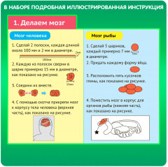 Набор для опытов «Модель человека и рыбы» - Фото 5