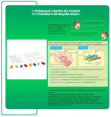 Набор для опытов «Модель человека и рыбы» - Фото 6