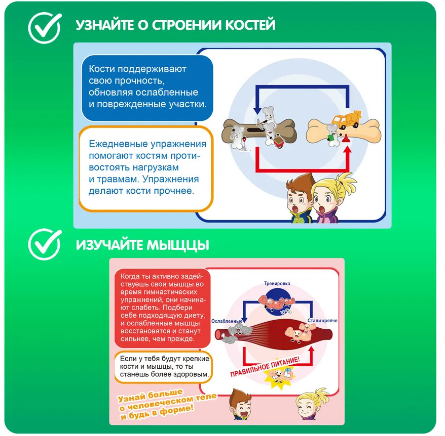 Набор для опытов «Кости и мышцы» | Японские опыты Науки с Буки | Bondibon | Фото 5