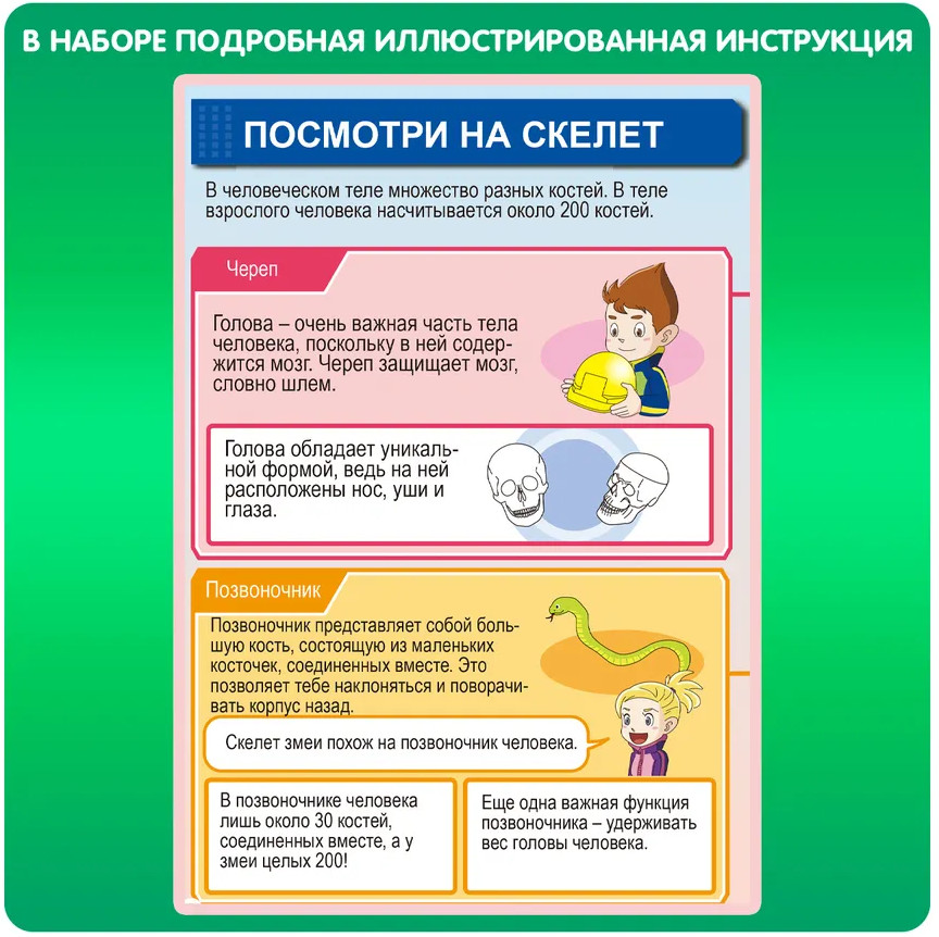 Набор для опытов «Кости и мышцы» | Японские опыты Науки с Буки | Bondibon | Фото 6