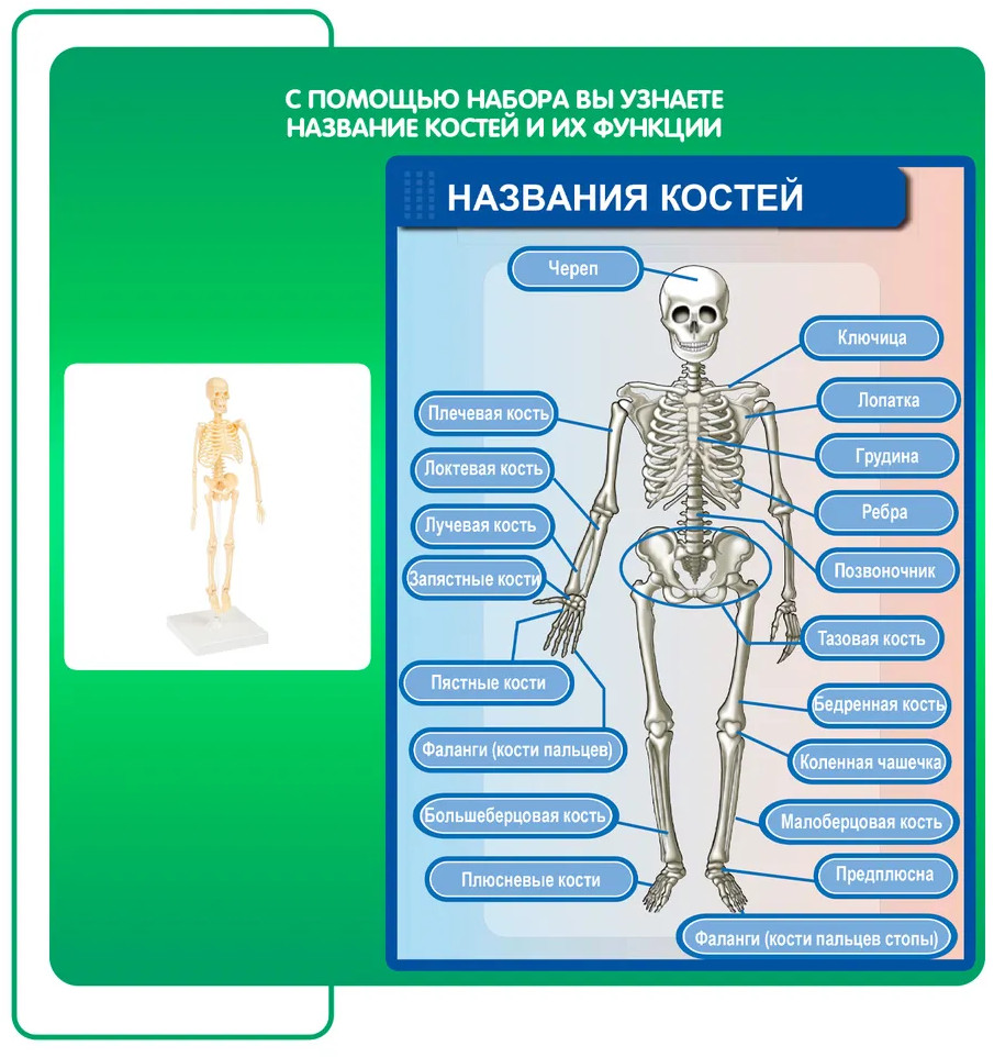 Набор для опытов «Кости и мышцы» | Японские опыты Науки с Буки | Bondibon | Фото 7