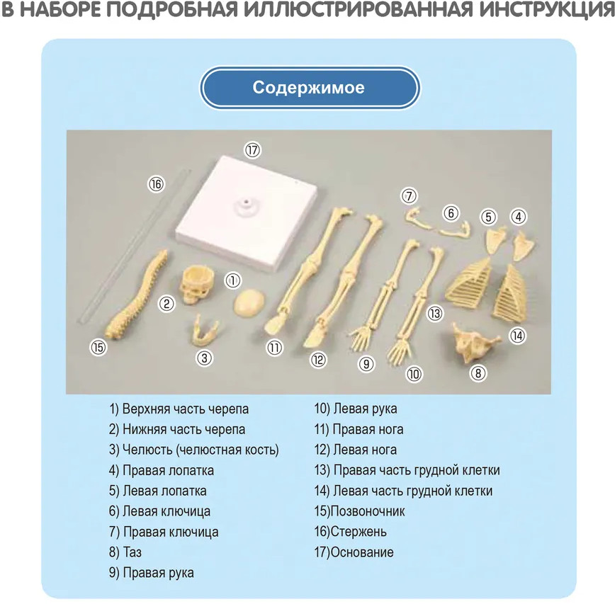 Набор для опытов «Кости и мышцы» | Японские опыты Науки с Буки | Bondibon | Фото 8