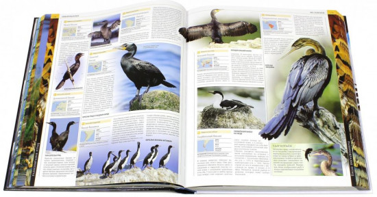 Птицы. Полная иллюстрированная энциклопедия