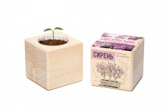 Набор для выращивания «Сирень» - Фото 2