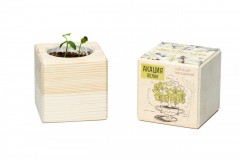 Набор для выращивания «Акация» - Фото 2