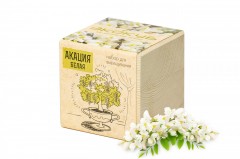 Набор для выращивания «Акация» - Фото 1