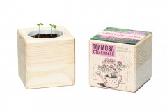 Набор для выращивания «Мимоза» - Фото 2