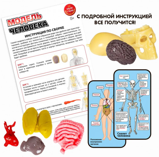 Набор для опытов «Модель человека»