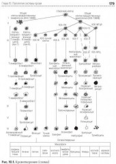 Основы патологии - Фото 2