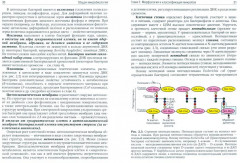 Медицинская микробиология - Фото 1