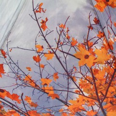 Зонт женский «Paris, Эйфелева башня и клён», 51 см, автомат, 3 сложения - Фото 2