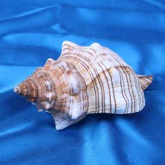 Морская раковина декоративная Трапезиум, 10 см - Фото 1