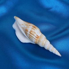 Морская раковина Стромбус витатус - Фото 1