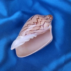 Морская раковина Валюта нобилес с рисунком малая - Фото 1