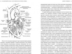 Пламенный насос. Естественная история сердца - Фото 2