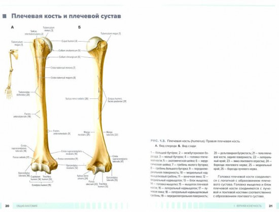 Атлас анатомии для стоматологов. Том 1