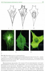 Гистология, эмбриология, цитология. Учебник - Фото 2