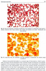 Pathological Anatomy. Textbook - Фото 2