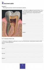 Анатомия зубов, зубных рядов. Биомеханика зубочелюстной системы. Рабочая тетрадь - Фото 3
