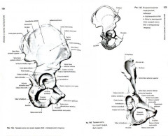 Анатомия человека. Атлас. Учебное пособие. В 3 томах. Том 1. Учение о костях, соединениях костей и мышцах - Фото 1
