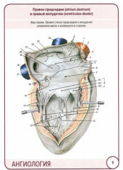 Анатомия человека. Ангиология. Карточки - Фото 1