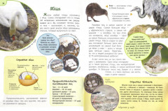 Удивительные птицы - Фото 1