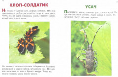 Стрекозы и другие насекомые и обучающие карточки - Фото 1