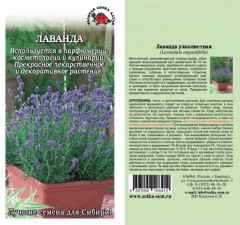 Лаванда «Вознесенская 34» - Фото 1