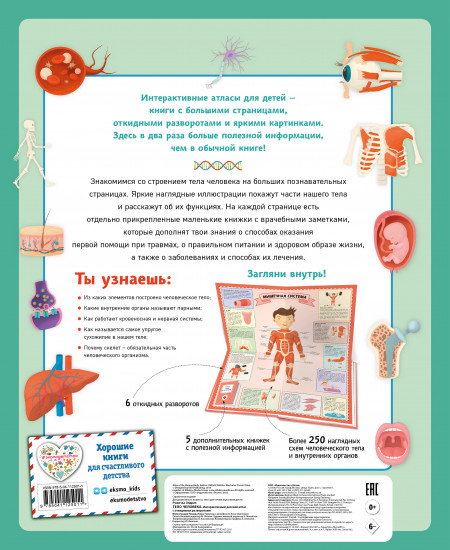 Тело человека