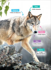 Животные - Фото 6