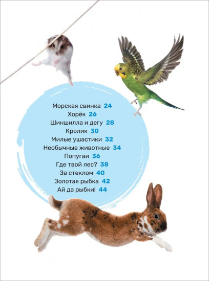 Домашние питомцы