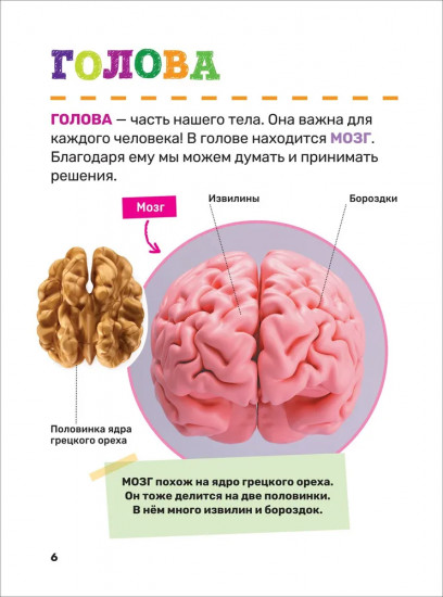 Тело человека