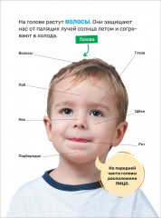 Тело человека - Фото 4