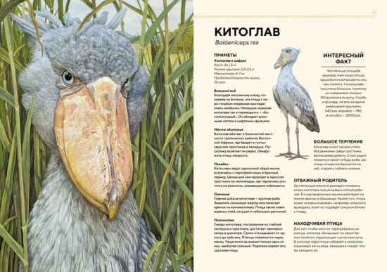 Животные Африки в натуральную величину