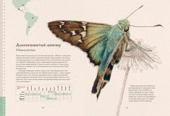 Загадочный мир бабочек - Фото 5