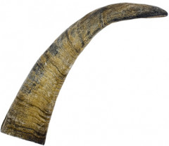 Лакомство для собак «Рог козий» - Фото 1