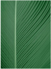 Набор постеров интерьерных «Tropical leaves» - Фото 2