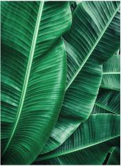 Набор постеров интерьерных «Tropical leaves» - Фото 3