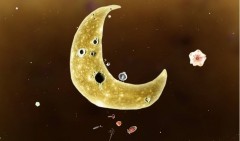 Botanicula - Фото 1